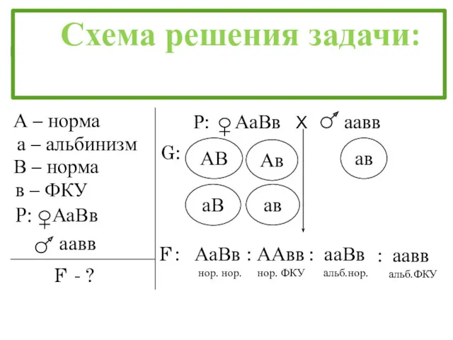 А – норма а – альбинизм В – норма в