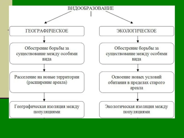 Типы видообразования