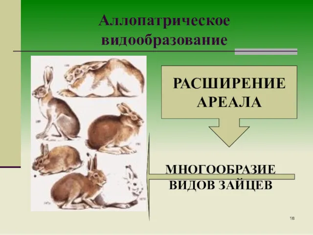 Аллопатрическое видообразование РАСШИРЕНИЕ АРЕАЛА МНОГООБРАЗИЕ ВИДОВ ЗАЙЦЕВ