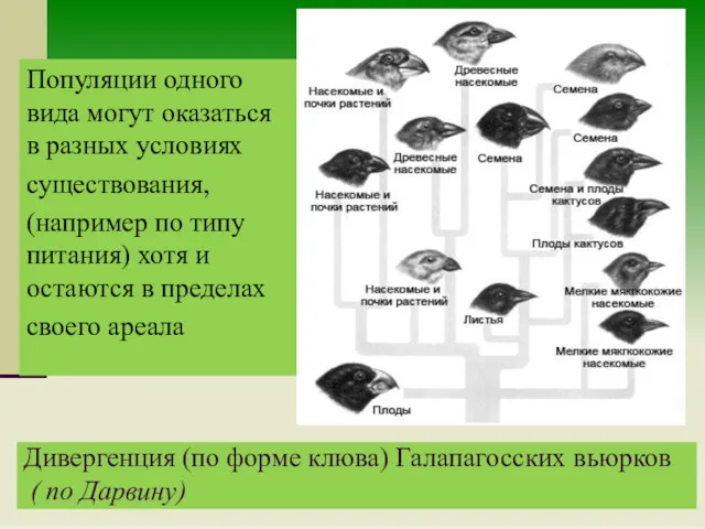 Дивергенция (по форме клюва) Галапагосских вьюрков ( по Дарвину) Популяции