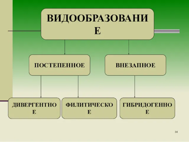 ВИДООБРАЗОВАНИЕ ПОСТЕПЕННОЕ ВНЕЗАПНОЕ ДИВЕРГЕНТНОЕ ФИЛИТИЧЕСКОЕ ГИБРИДОГЕННОЕ