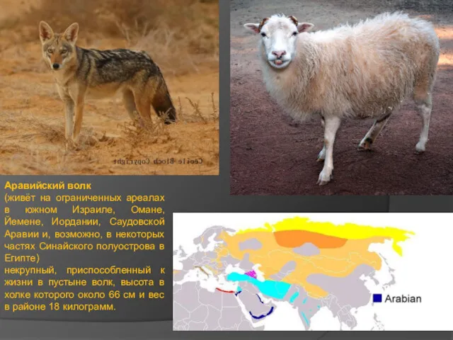 Аравийский волк (живёт на ограниченных ареалах в южном Израиле, Омане,