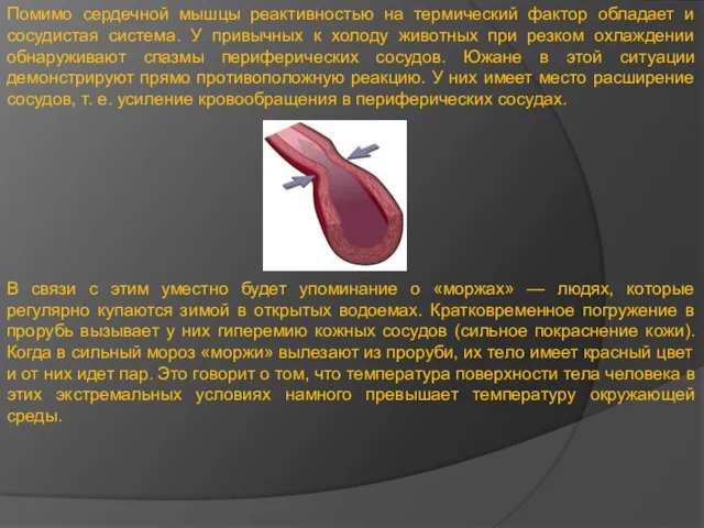 Помимо сердечной мышцы реактивностью на термический фактор обладает и сосудистая