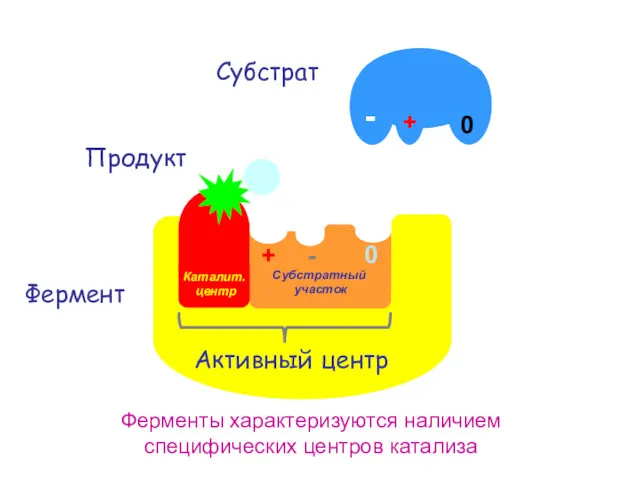 Фермент Субстрат Ферменты характеризуются наличием специфических центров катализа Продукт
