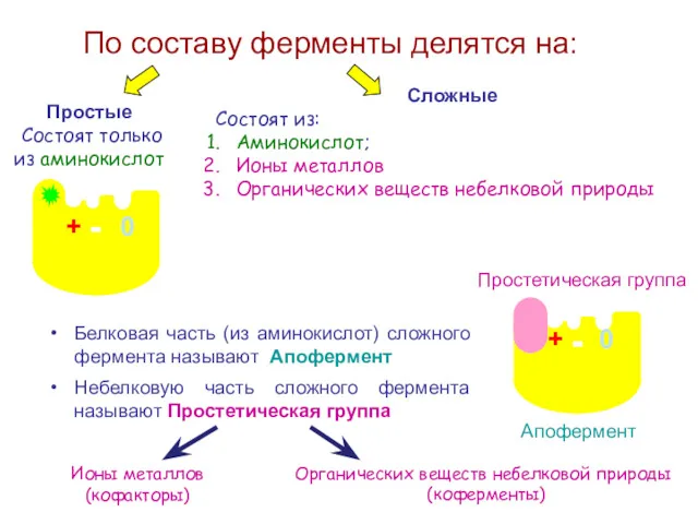 По составу ферменты делятся на: Простые Состоят только из аминокислот