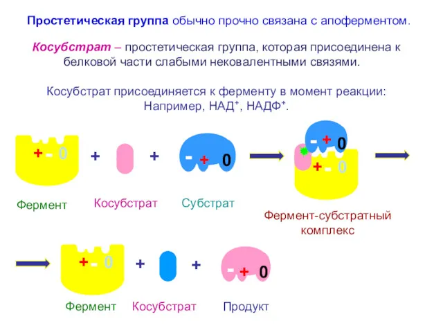 + + Косубстрат – простетическая группа, которая присоединена к белковой части слабыми нековалентными