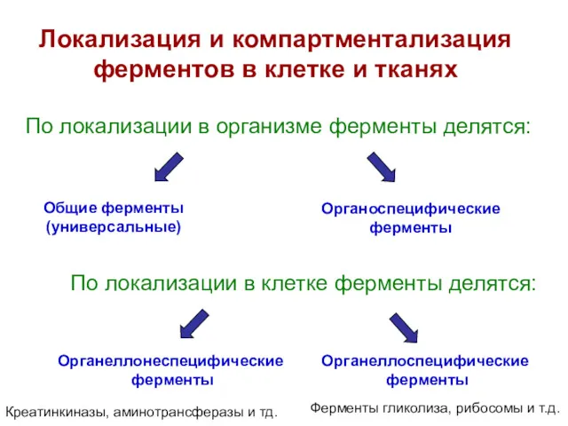 Локализация и компартментализация ферментов в клетке и тканях По локализации в организме ферменты