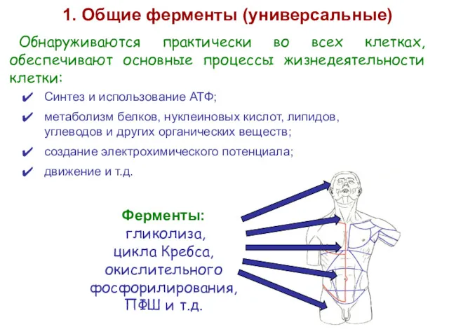 Обнаруживаются практически во всех клетках, обеспечивают основные процессы жизнедеятельности клетки: 1. Общие ферменты