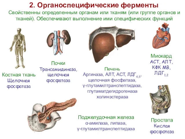 2. Органоспецифические ферменты Костная ткань Щелочная фосфатаза Миокард АСТ, АЛТ, КФК МВ, ЛДГ1,2