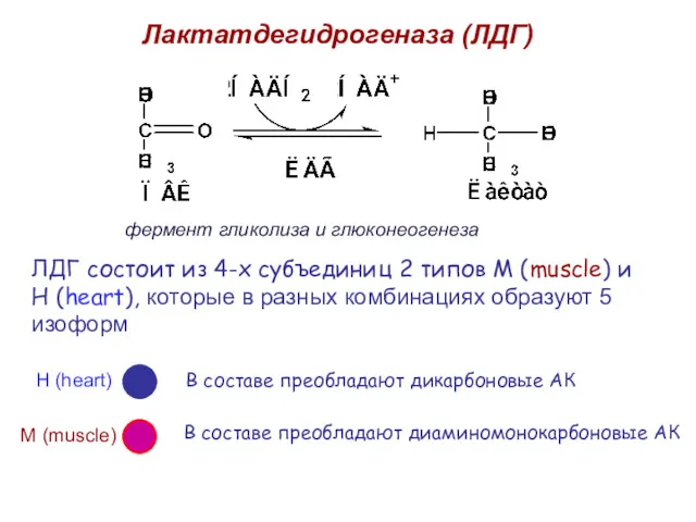 Лактатдегидрогеназа (ЛДГ) ЛДГ состоит из 4-х субъединиц 2 типов М (muscle) и Н
