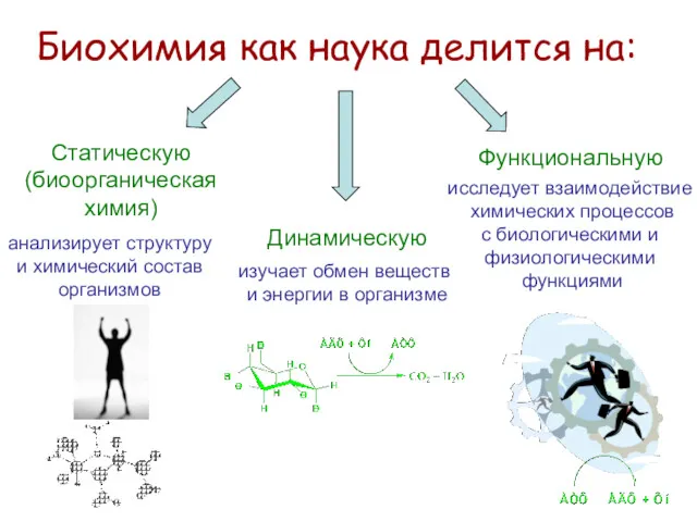 Биохимия как наука делится на: Статическую (биоорганическая химия) анализирует структуру и химический состав