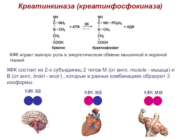 Креатинкиназа (креатинфосфокиназа) КФК состоит из 2-х субъединиц 2 типов М (от англ, muscle
