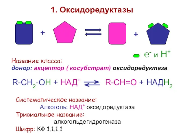 + + 1. Оксидоредуктазы Название класса: донор: акцептор ( косубстрат) оксидоредуктаза R-CH2-OH +