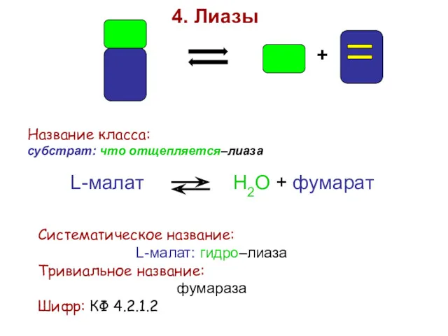 + 4. Лиазы Название класса: субстрат: что отщепляется–лиаза L-малат Н2О + фумарат Систематическое
