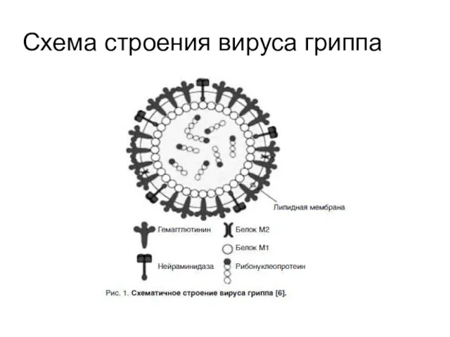 Схема строения вируса гриппа