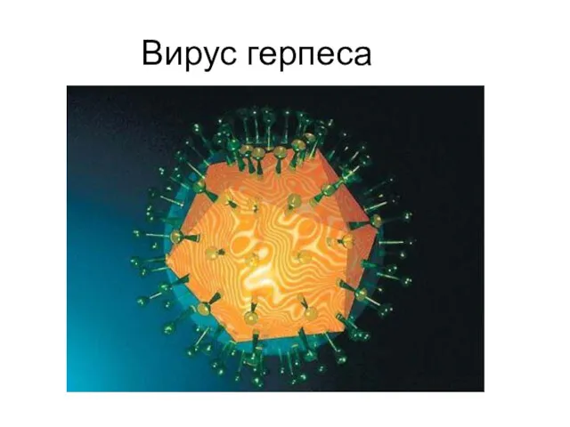 Вирус герпеса