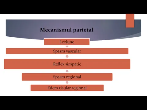 Mecanismul parietal