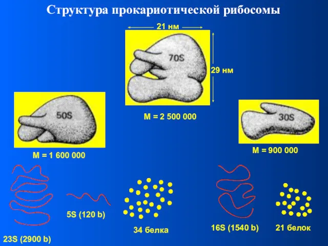Структура прокариотической рибосомы M = 2 500 000