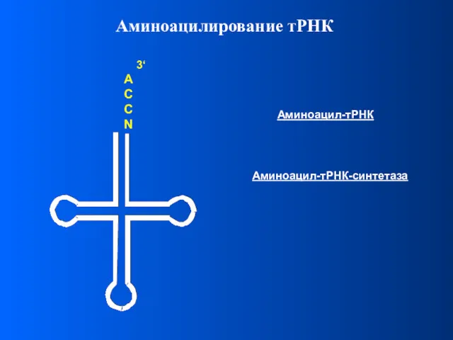 Аминоацил-тРНК-синтетаза Аминоацилирование тРНК Аминоацил-тРНК