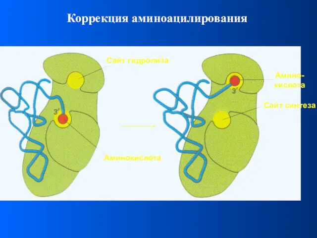 Коррекция аминоацилирования Сайт гидролиза Сайт синтеза Аминокислота Амино- кислота