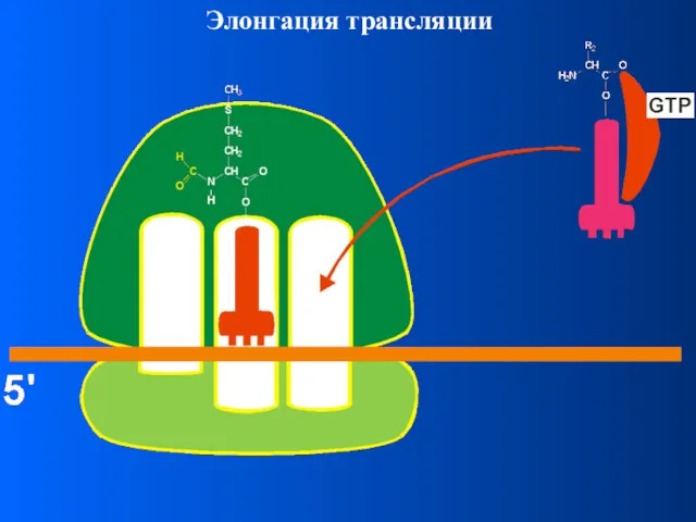 Элонгация трансляции