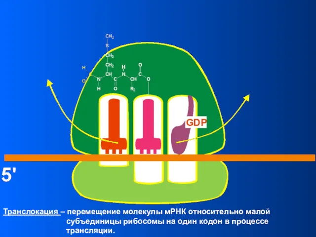 Транслокация – перемещение молекулы мРНК относительно малой субъединицы рибосомы на один кодон в процессе трансляции.