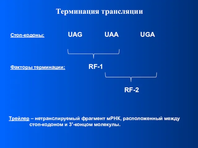 Трейлер – нетранслируемый фрагмент мРНК, расположенный между стоп-кодоном и 3'-концом