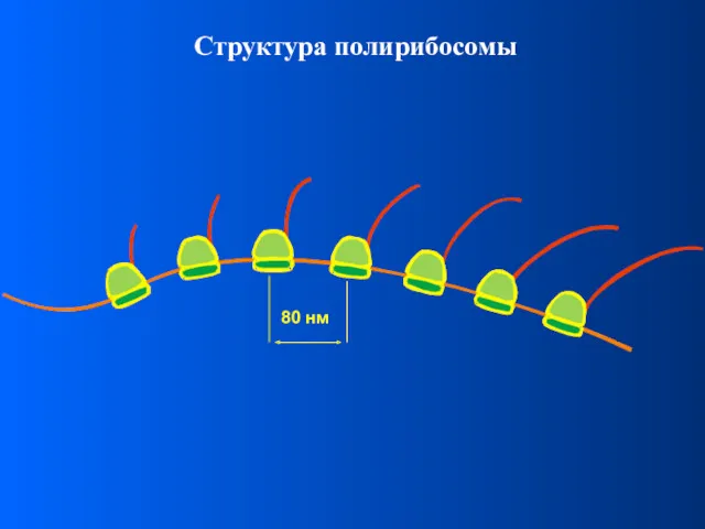 Структура полирибосомы 80 нм