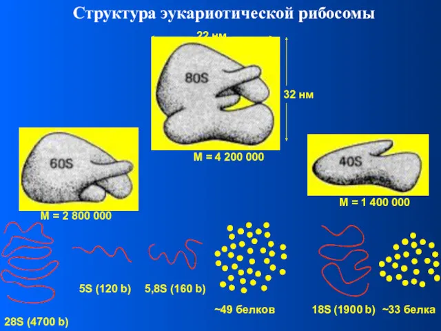 Структура эукариотической рибосомы M = 4 200 000