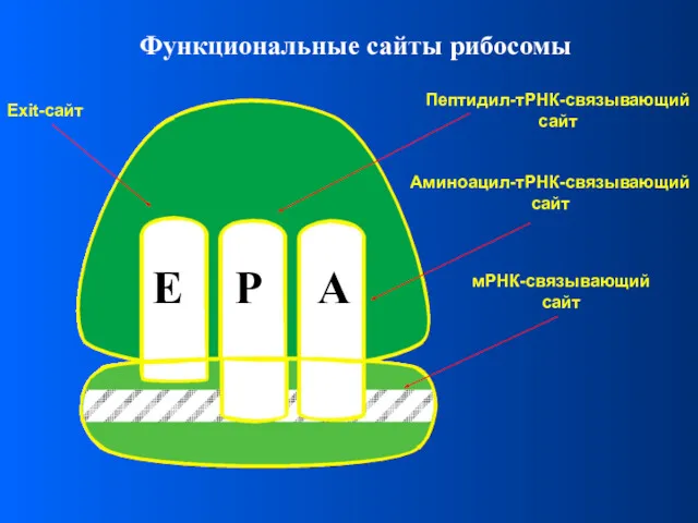 Функциональные сайты рибосомы P A E