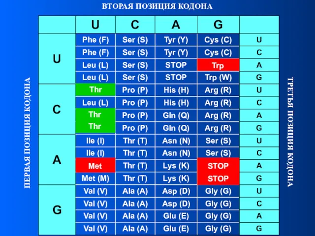 ВТОРАЯ ПОЗИЦИЯ КОДОНА ПЕРВАЯ ПОЗИЦИЯ КОДОНА ТРЕТЬЯ ПОЗИЦИЯ КОДОНА