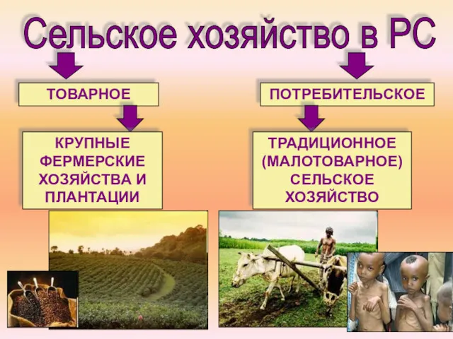 Сельское хозяйство в РС ТОВАРНОЕ ПОТРЕБИТЕЛЬСКОЕ КРУПНЫЕ ФЕРМЕРСКИЕ ХОЗЯЙСТВА И ПЛАНТАЦИИ ТРАДИЦИОННОЕ (МАЛОТОВАРНОЕ) СЕЛЬСКОЕ ХОЗЯЙСТВО