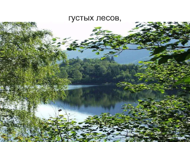 густых лесов,