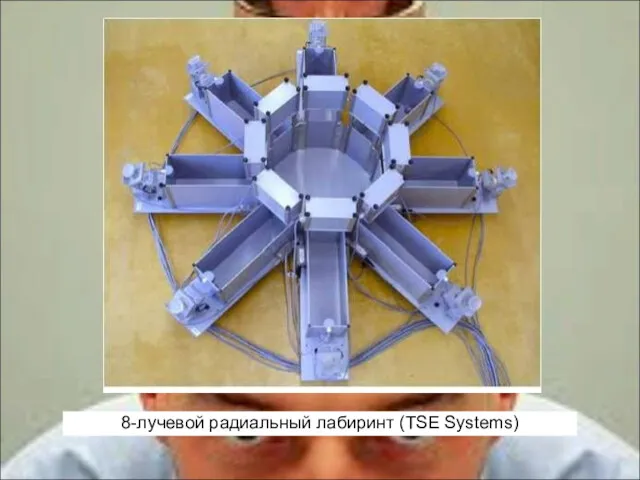 8-лучевой радиальный лабиринт (TSE Systems)