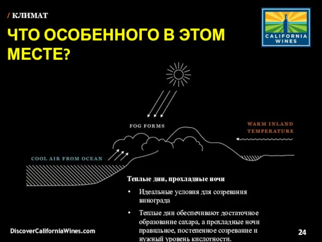 Теплые дни, прохладные ночи Идеальные условия для созревания винограда Теплые