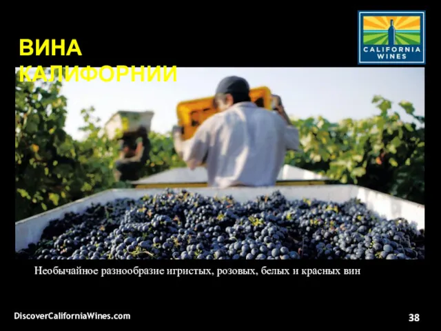 Необычайное разнообразие игристых, розовых, белых и красных вин Unparalleled scenic beauty DiscoverCaliforniaWines.com ВИНА КАЛИФОРНИИ