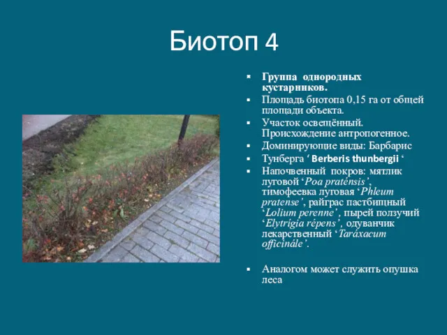 Биотоп 4 Группа однородных кустарников. Площадь биотопа 0,15 га от