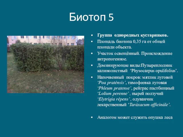 Биотоп 5 Группа однородных кустарников. Площадь биотопа 0,35 га от