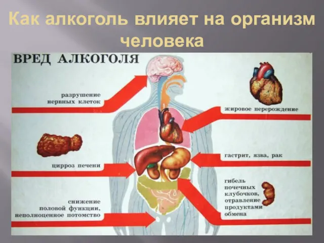 Как алкоголь влияет на организм человека ·