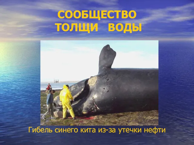 СООБЩЕСТВО ТОЛЩИ ВОДЫ Гибель синего кита из-за утечки нефти
