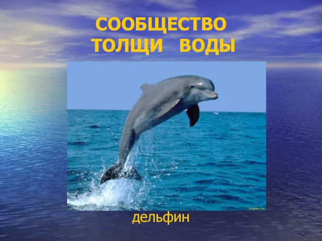 СООБЩЕСТВО ТОЛЩИ ВОДЫ дельфин