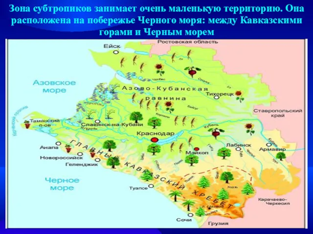 Зона субтропиков занимает очень маленькую территорию. Она расположена на побережье