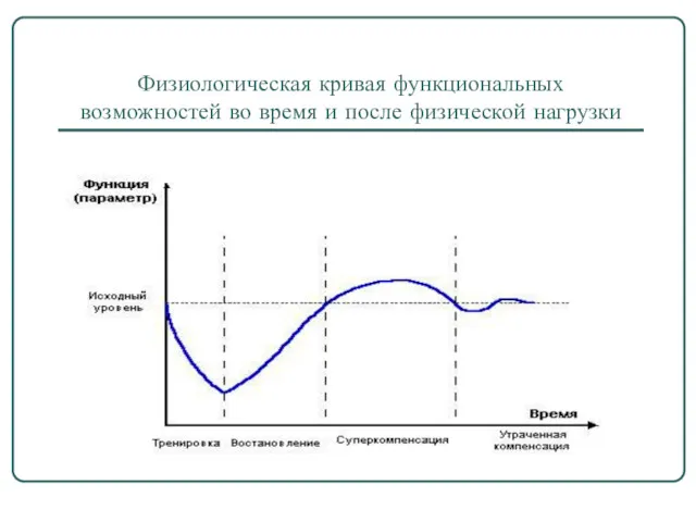 Физиологическая кривая функциональных возможностей во время и после физической нагрузки