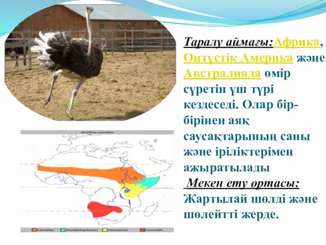 Таралу аймағы:Африка, Оңтүстік Америка және Австралияда өмір сүретін үш түрі