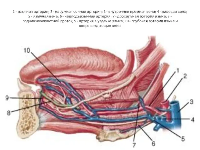 1 - язычная артерия; 2 - наружная сонная артерия; 3