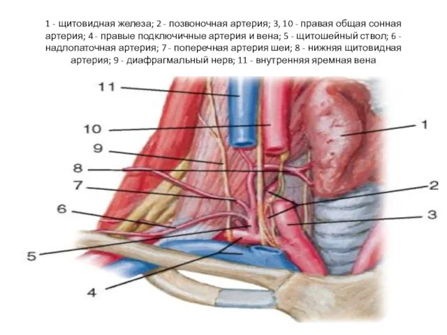 1 - щитовидная железа; 2 - позвоночная артерия; 3, 10
