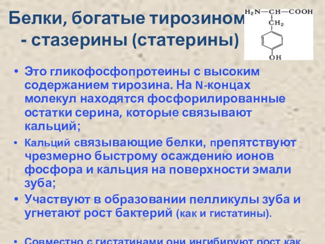 Белки, богатые тирозином - стазерины (статерины) Это гликофосфопротеины с высоким