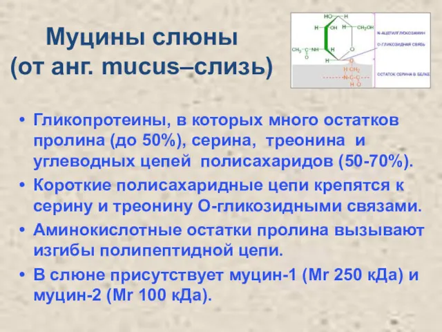 Муцины слюны (от анг. mucus–слизь) Гликопротеины, в которых много остатков