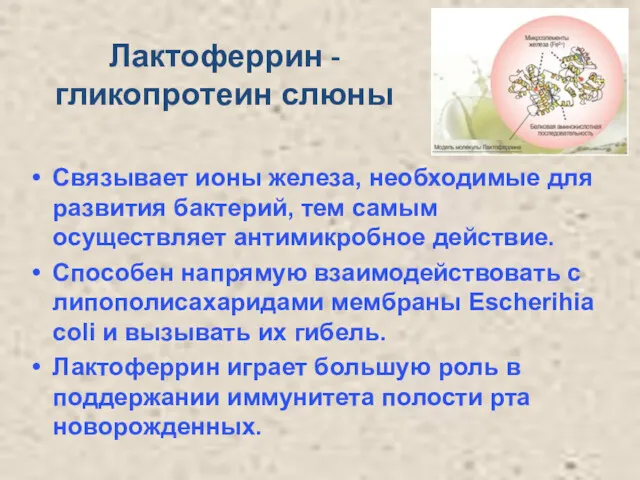 Лактоферрин - гликопротеин слюны Связывает ионы железа, необходимые для развития