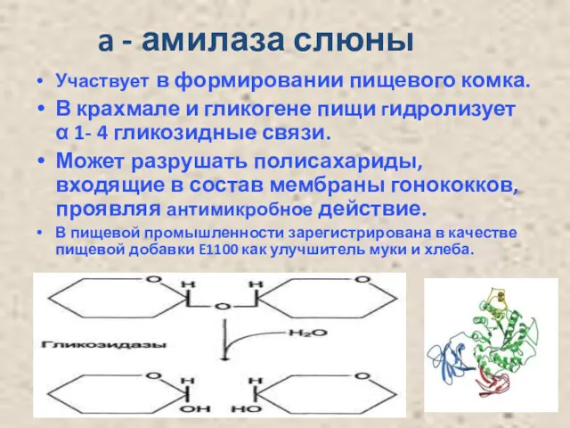 a - амилаза слюны Участвует в формировании пищевого комка. В